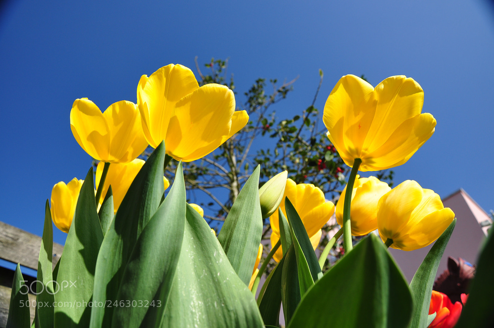 Nikon D90 sample photo. Tulips @ springtime photography