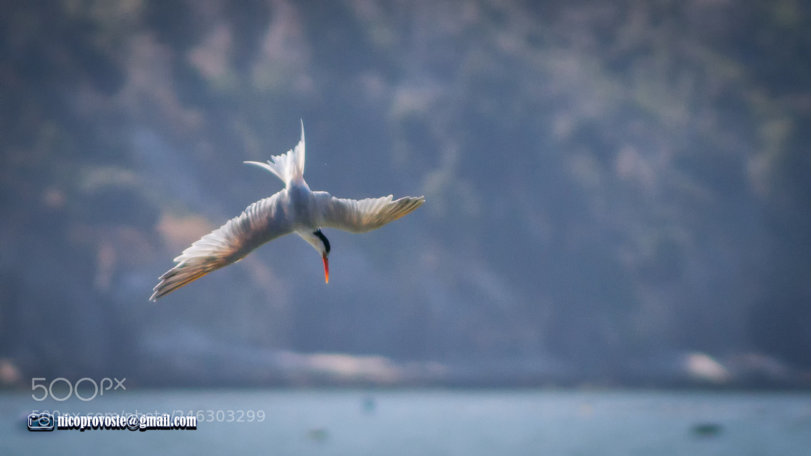 Canon EOS 7D sample photo. Ave en pesca photography