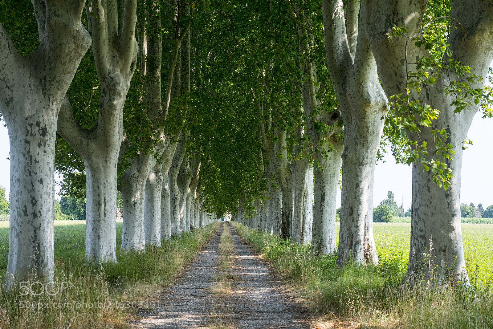 Nikon D800 sample photo. Country road in provence photography