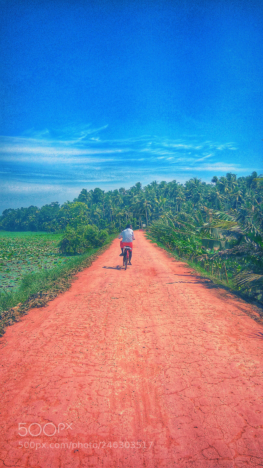 Xiaomi Redmi Note3 sample photo. Blue skies.. green nature..red photography