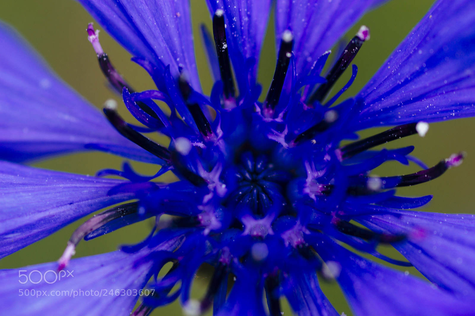 Nikon D3200 sample photo. The blue flower.jpg photography