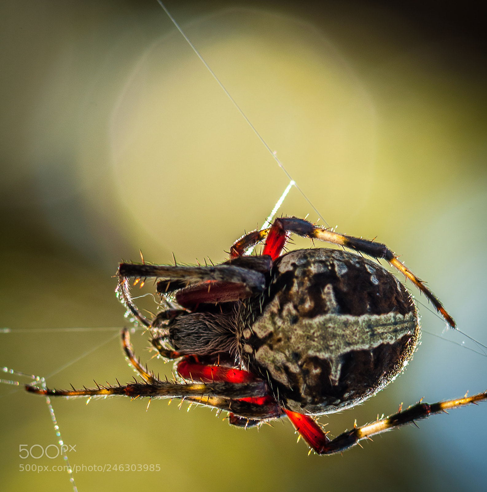 Nikon D5000 sample photo. Spider with cat face photography