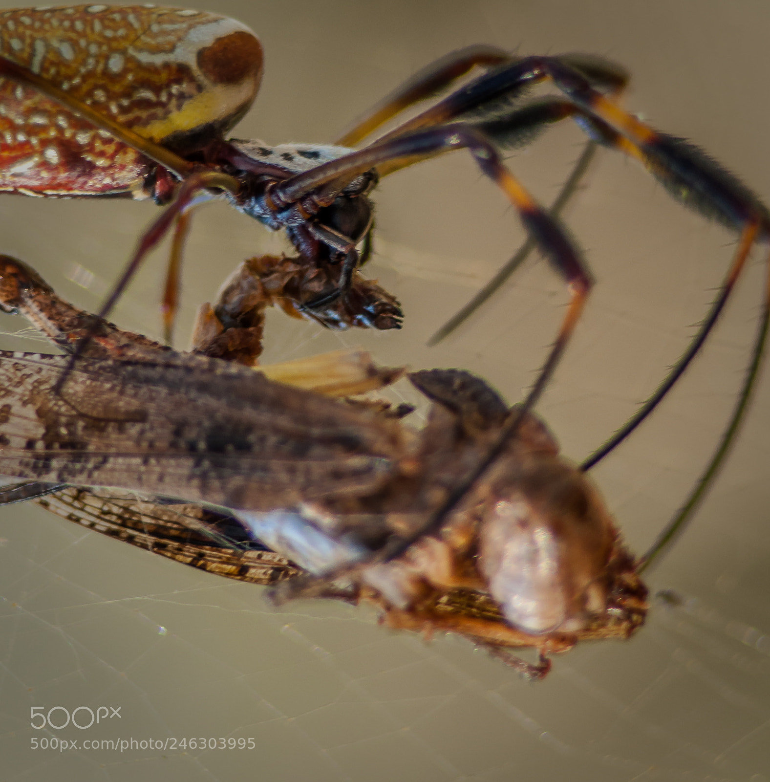 Nikon D5000 sample photo. Golden orb weaver feeding photography