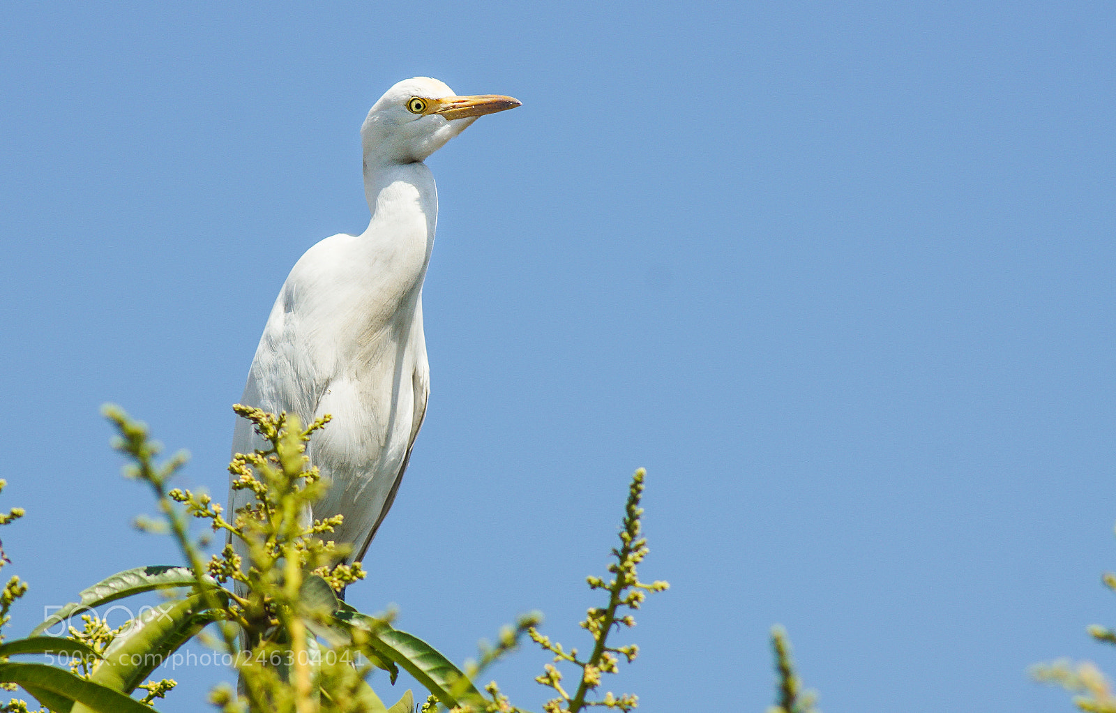 Sony ILCA-77M2 sample photo. Cattle egret photography