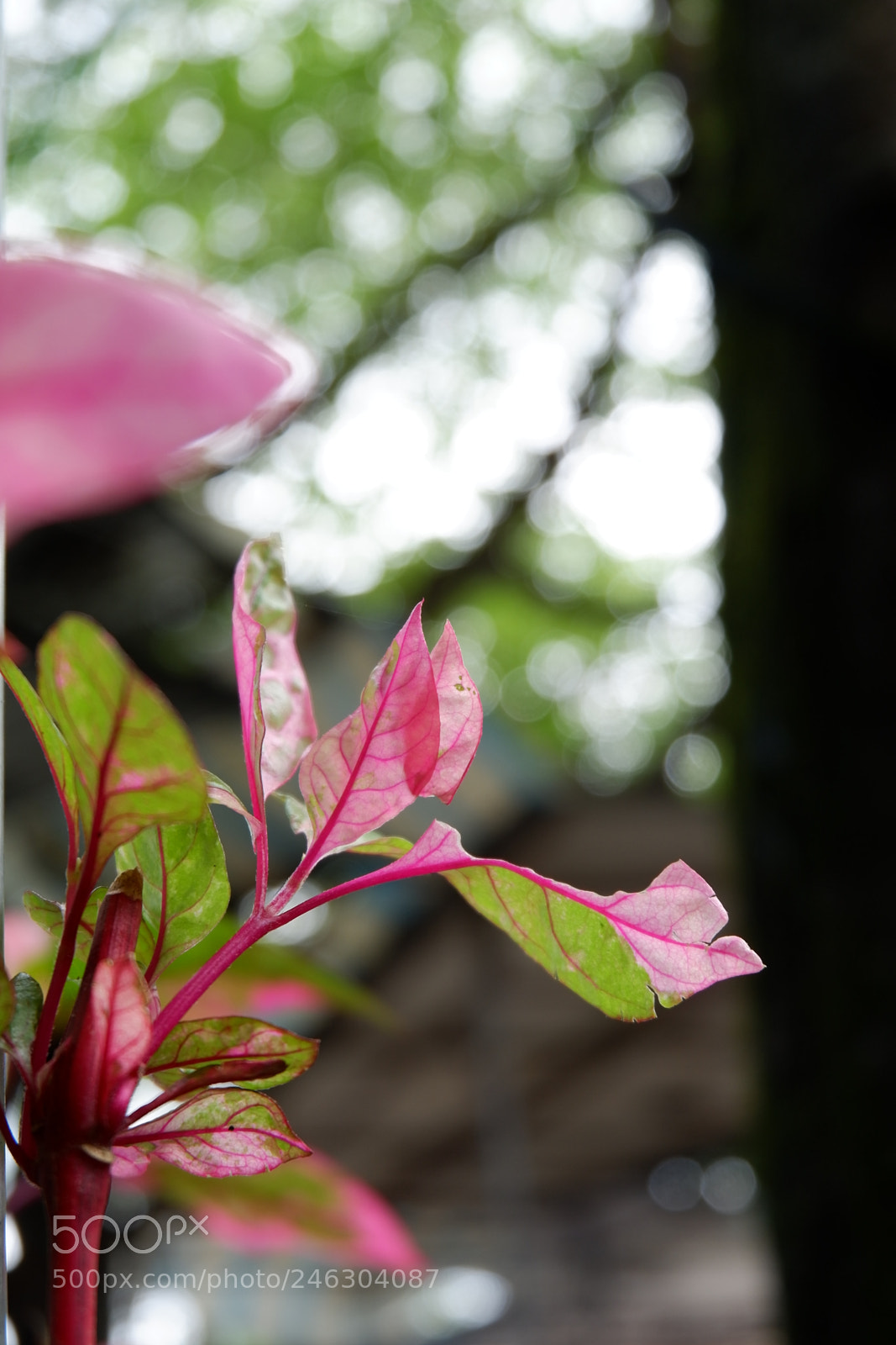 Fujifilm X-A10 sample photo. Mồng tơi photography