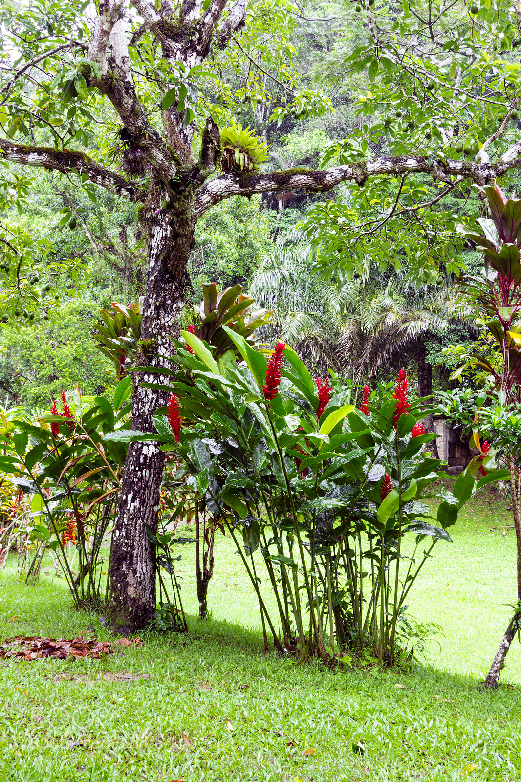 Canon EOS 700D (EOS Rebel T5i / EOS Kiss X7i) sample photo. Abacateiro photography