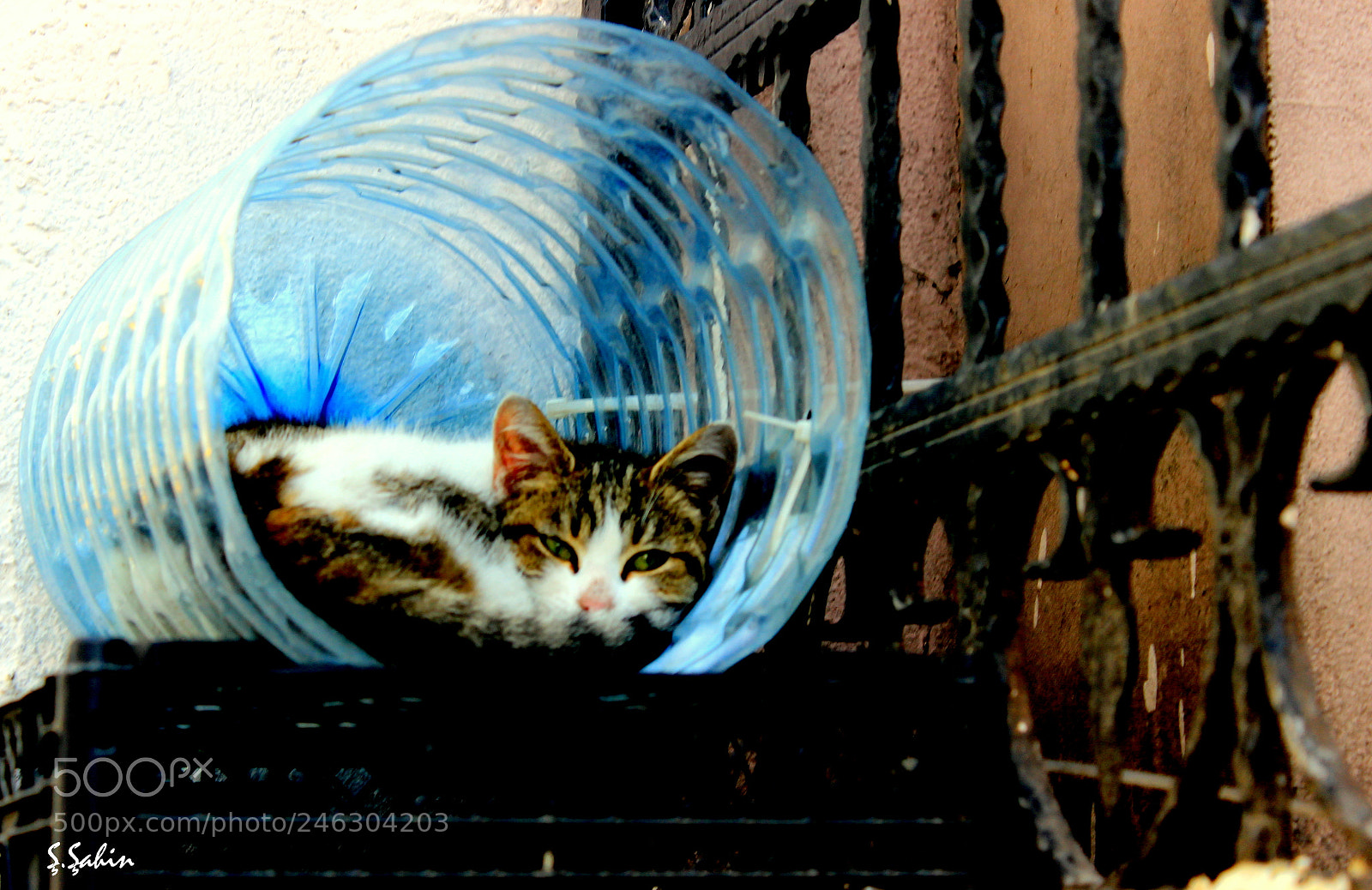 Canon EF-S 18-55mm F3.5-5.6 III sample photo. Cat so uk ve photography