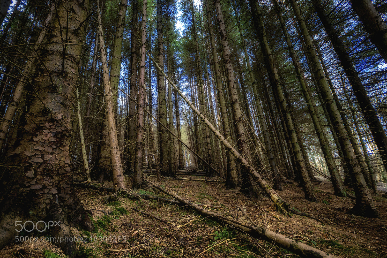 Nikon D7100 sample photo. Hectic nature photography