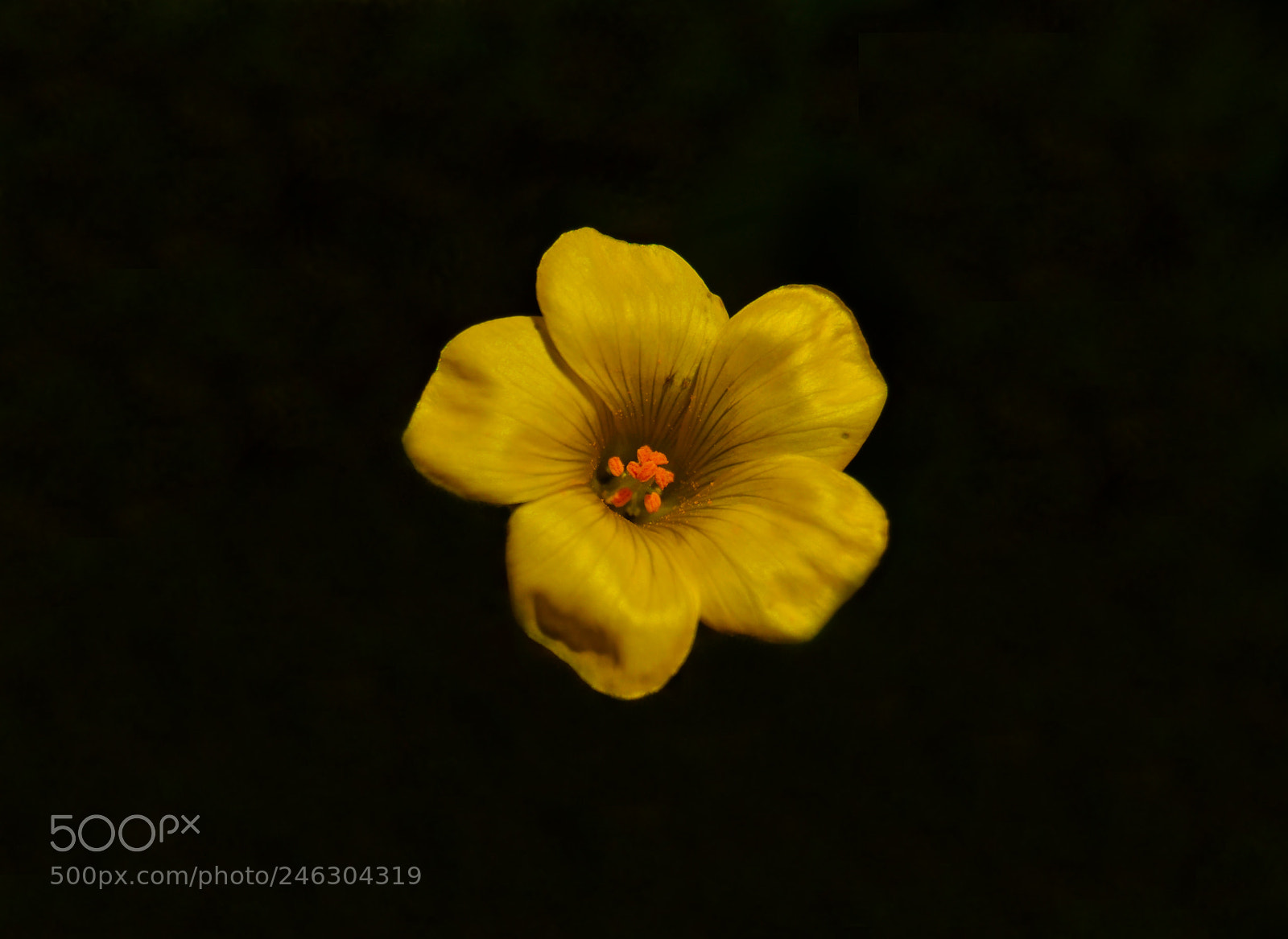 Nikon D3100 sample photo. Flor photography
