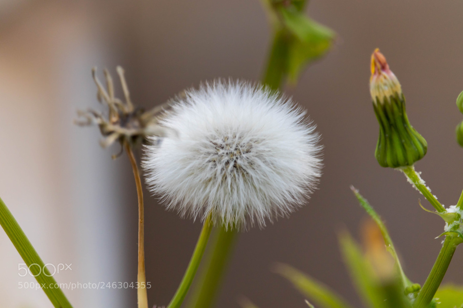 Canon EOS 200D (EOS Rebel SL2 / EOS Kiss X9) sample photo. White fluff photography