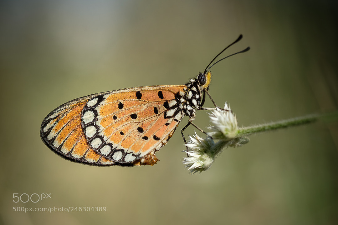 Fujifilm X-T2 sample photo. Butterfly photography