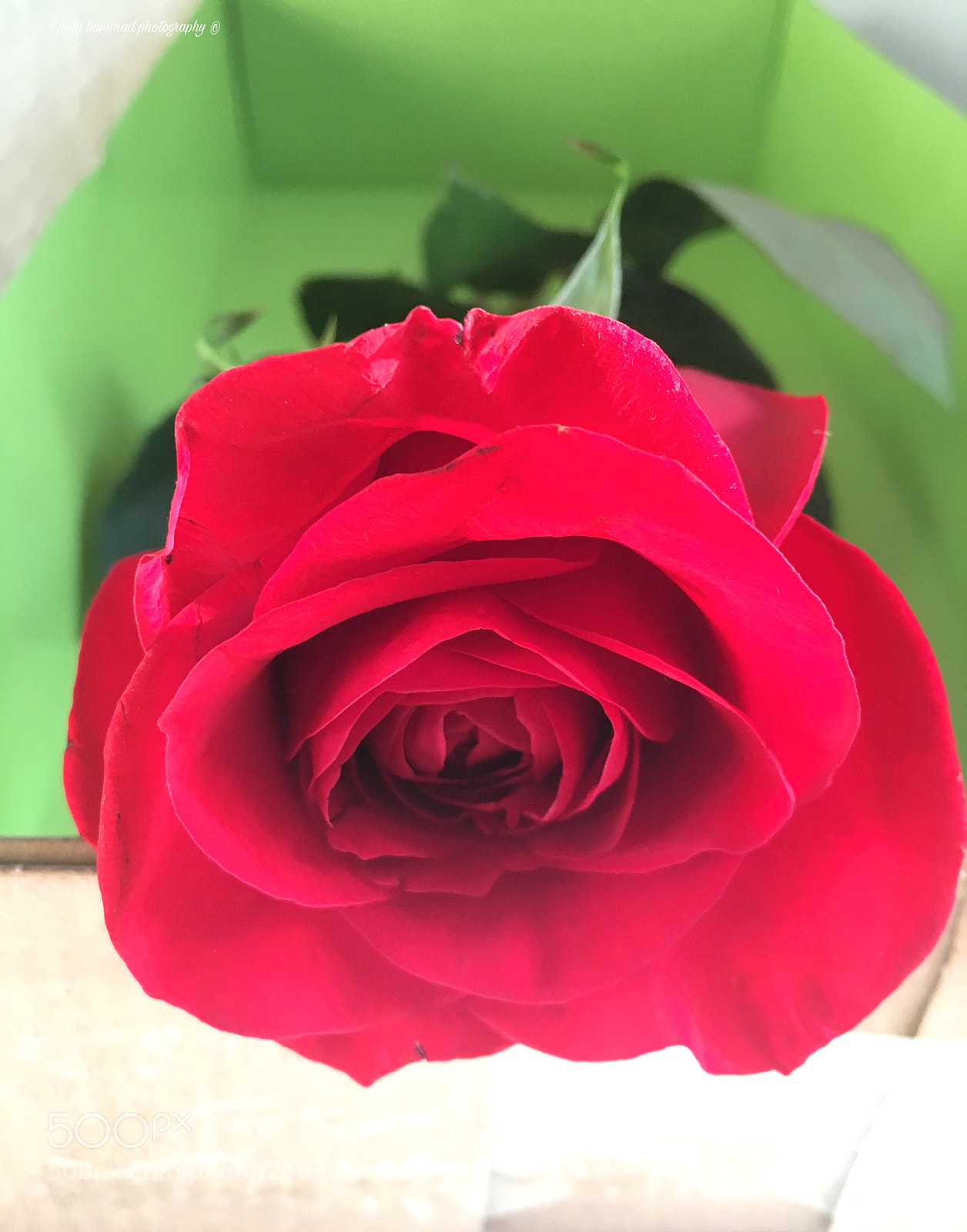 Apple iPhone 6s sample photo. Untitled photography