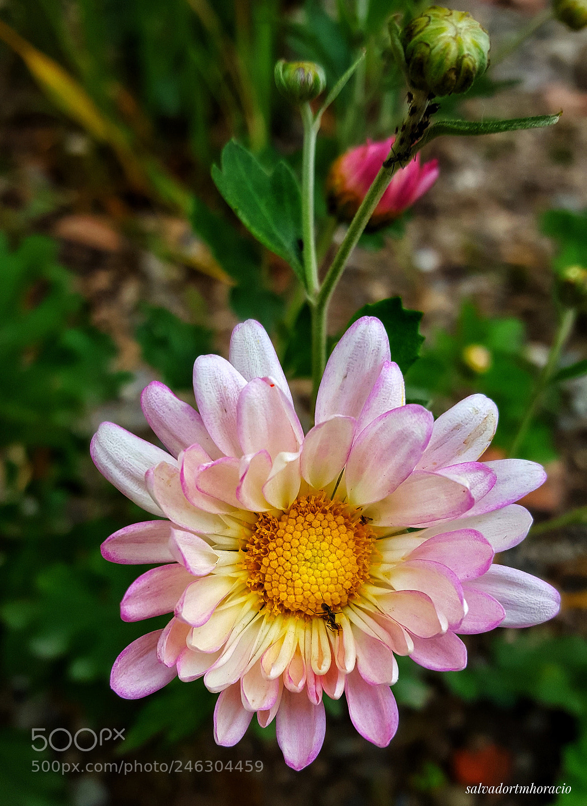 Samsung Galaxy S6 sample photo. Untitled photography