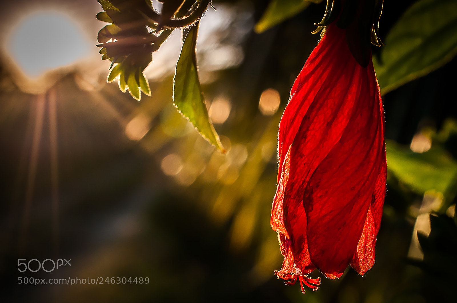 Nikon D5000 sample photo. Wildflower in the sunlight photography