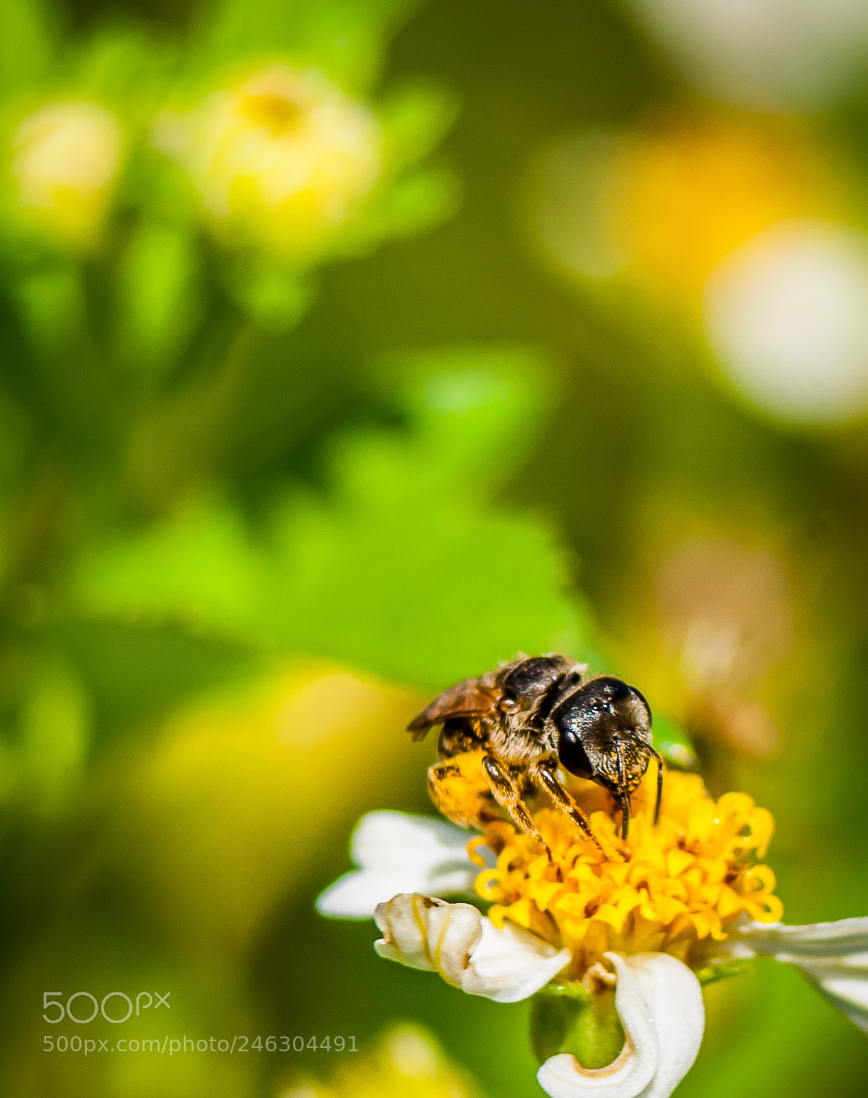 Nikon D5000 sample photo. Bee in the wildflowers photography