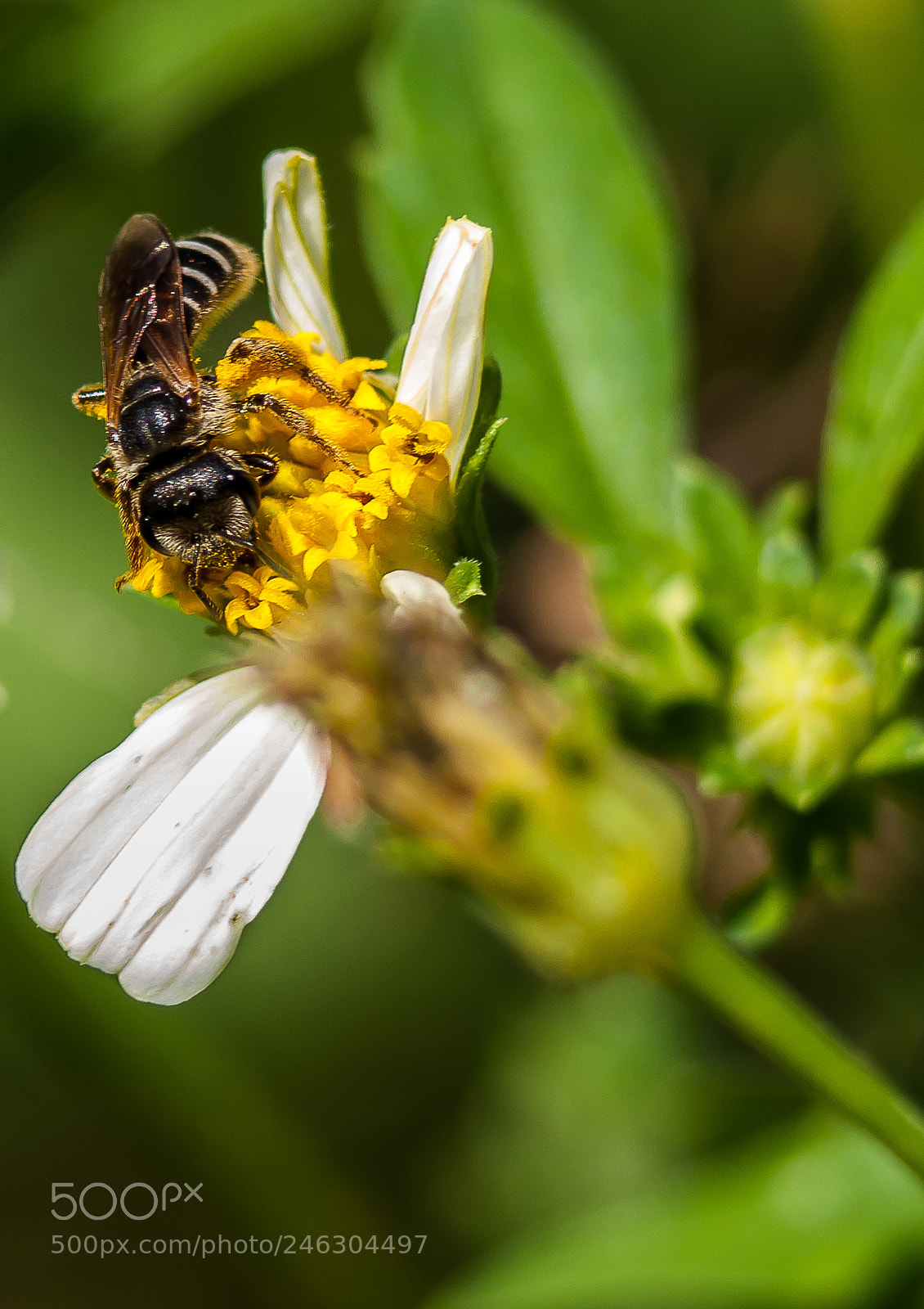 Nikon D5000 sample photo. Grey bee wildflower terra photography