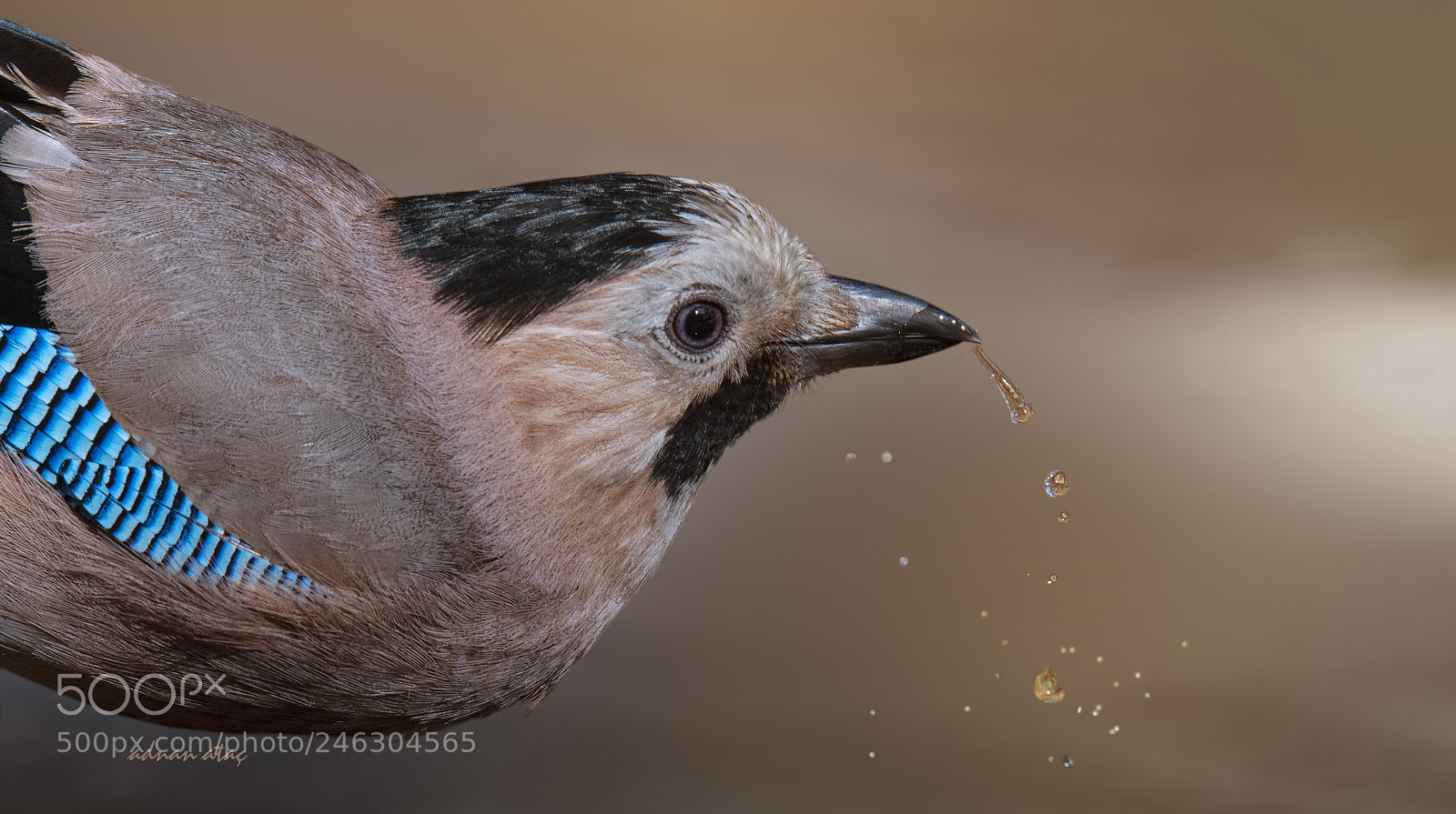 Nikon D5 sample photo. Alakarga - eurasian jay photography