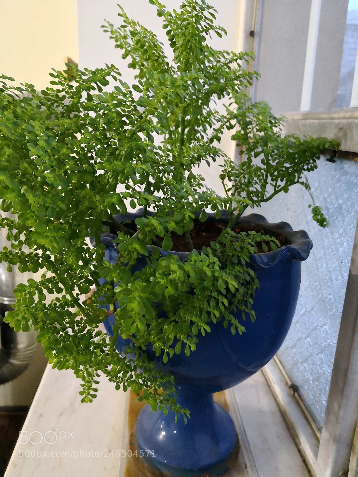 HUAWEI Mate 10 sample photo. Green photography