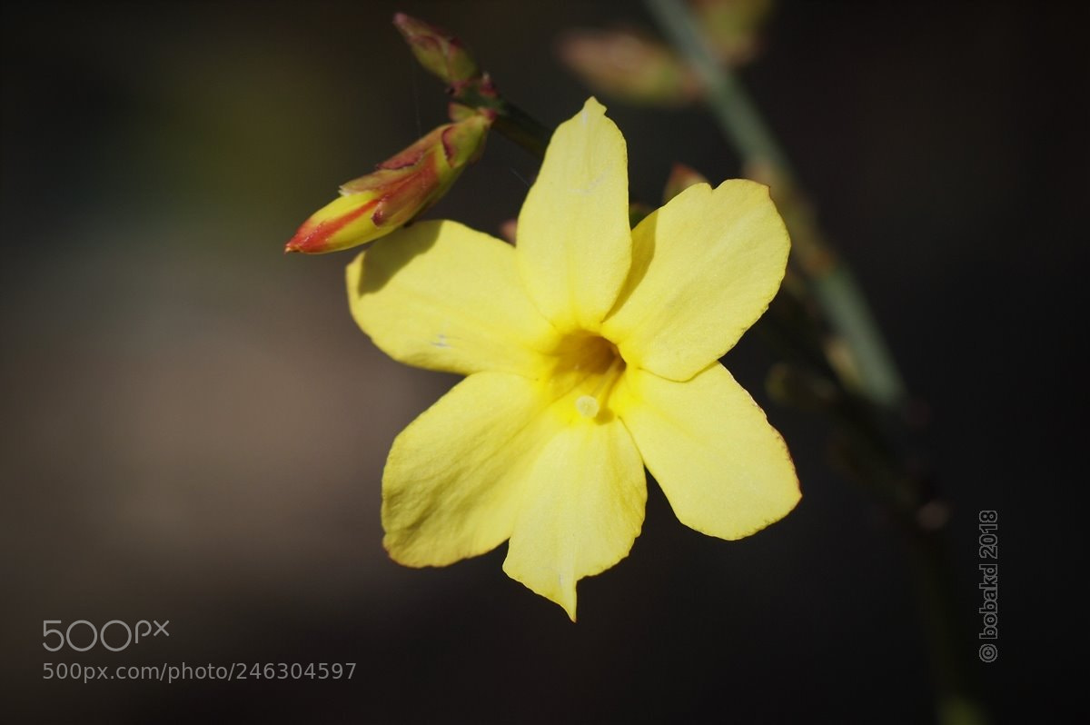 Olympus E-620 (EVOLT E-620) sample photo. Yellow flower photography