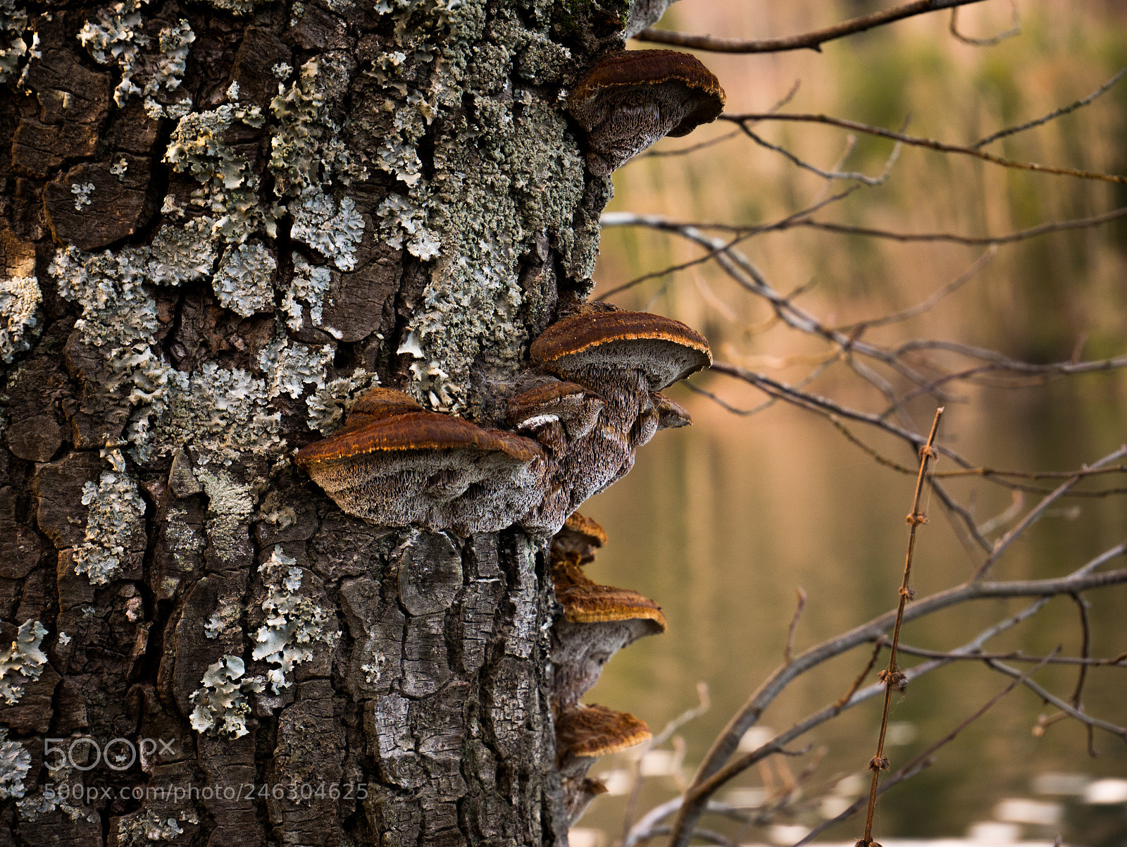 Panasonic DMC-G81 sample photo. Mushrooms photography