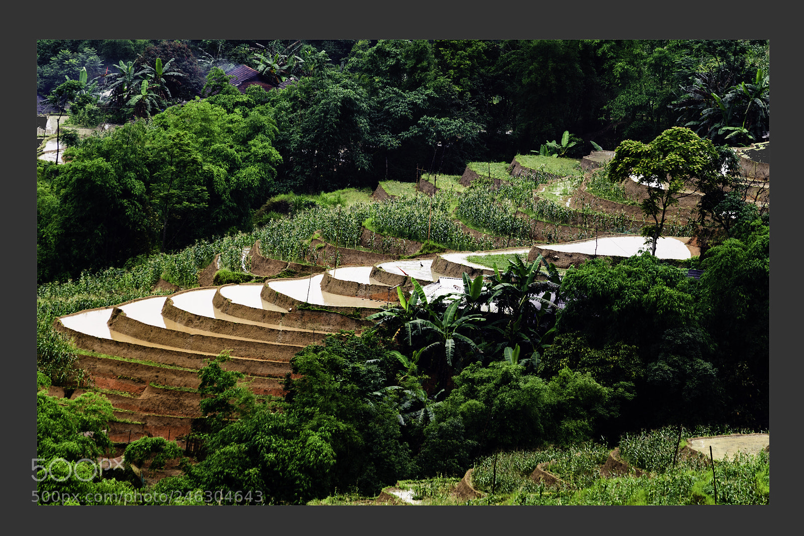Nikon D5 sample photo. Natural village landscape in photography