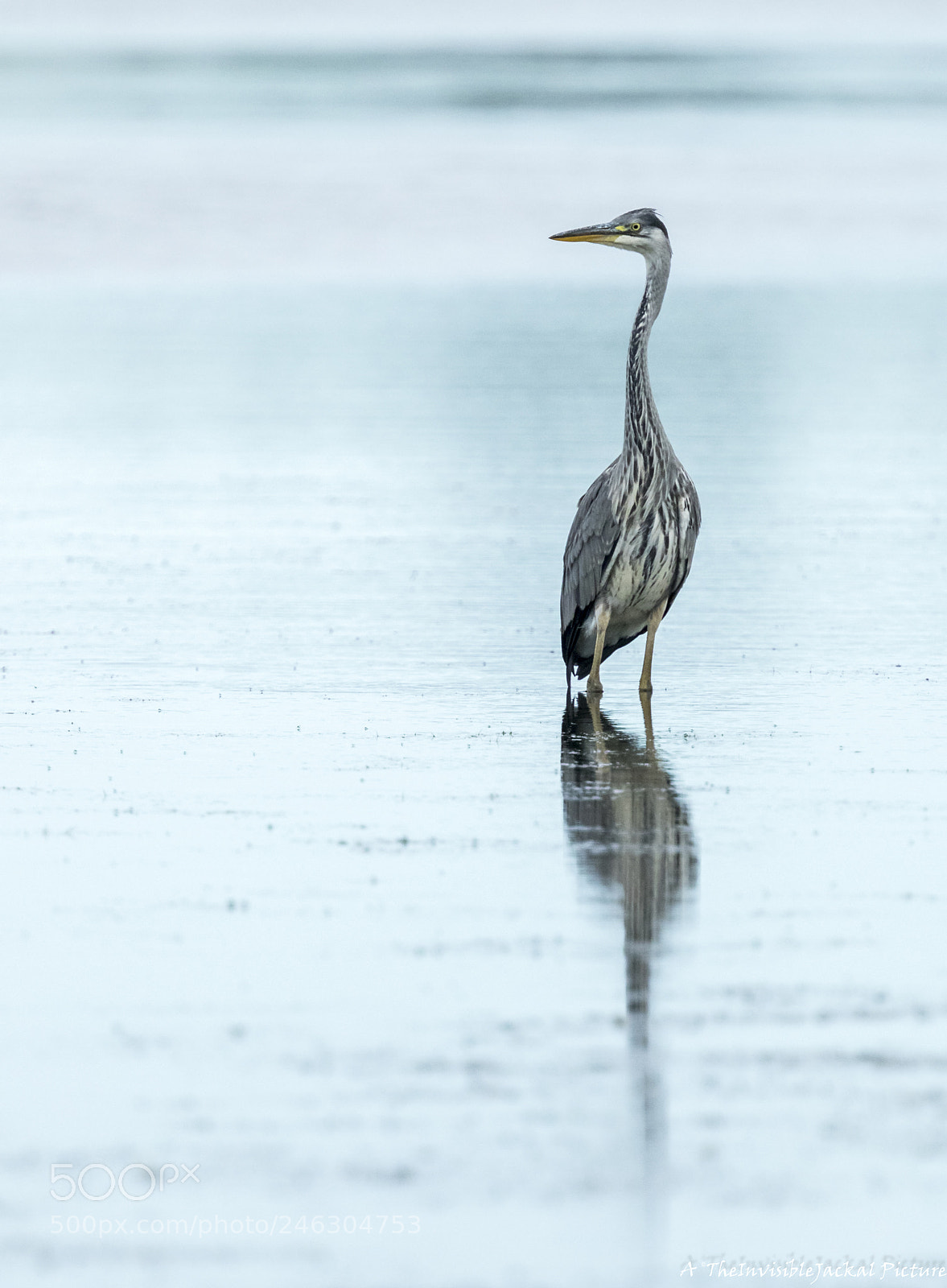 Canon EOS 7D Mark II sample photo. Grey heron photography