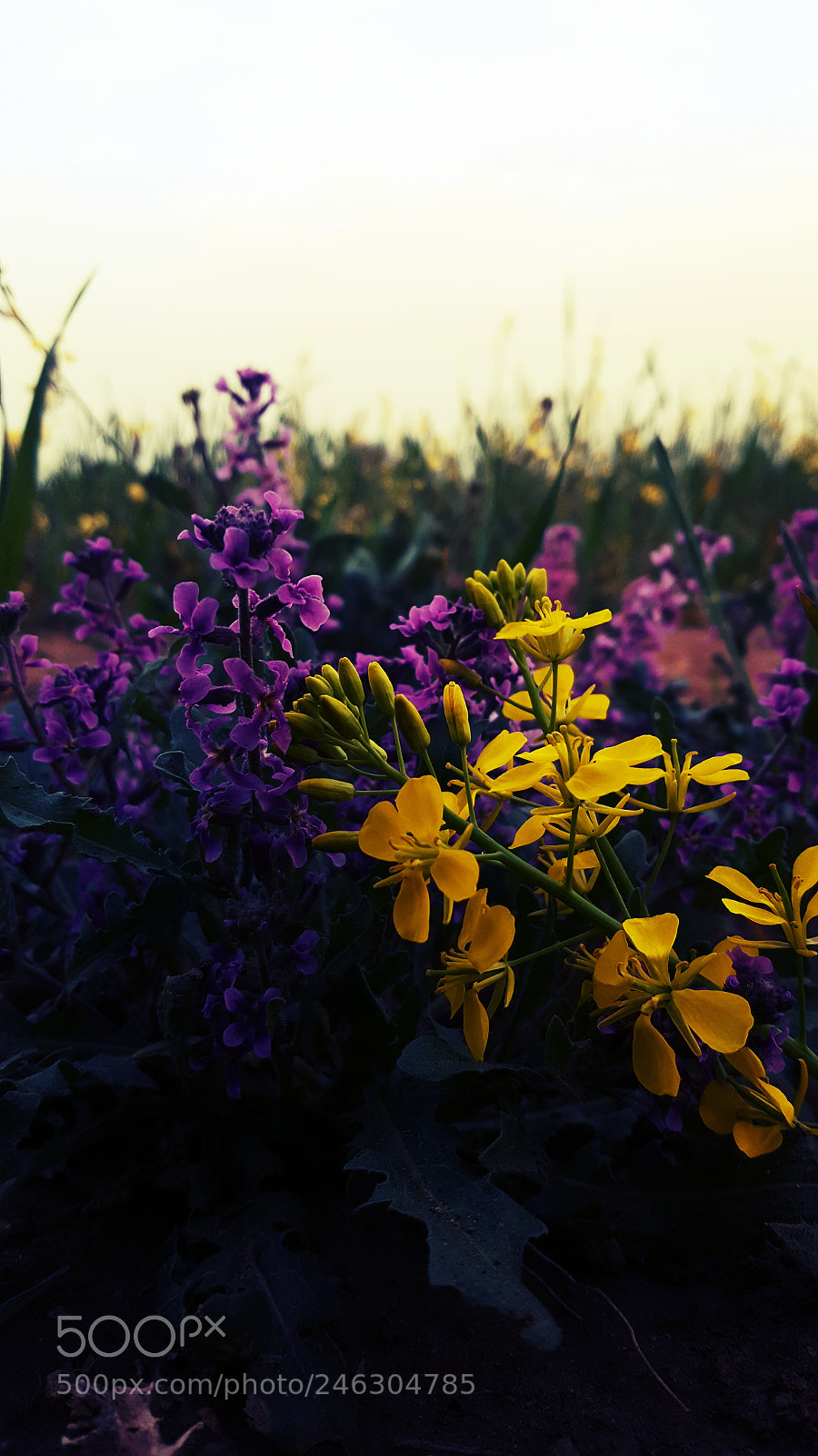 Samsung Galaxy S6 sample photo. Ph photography