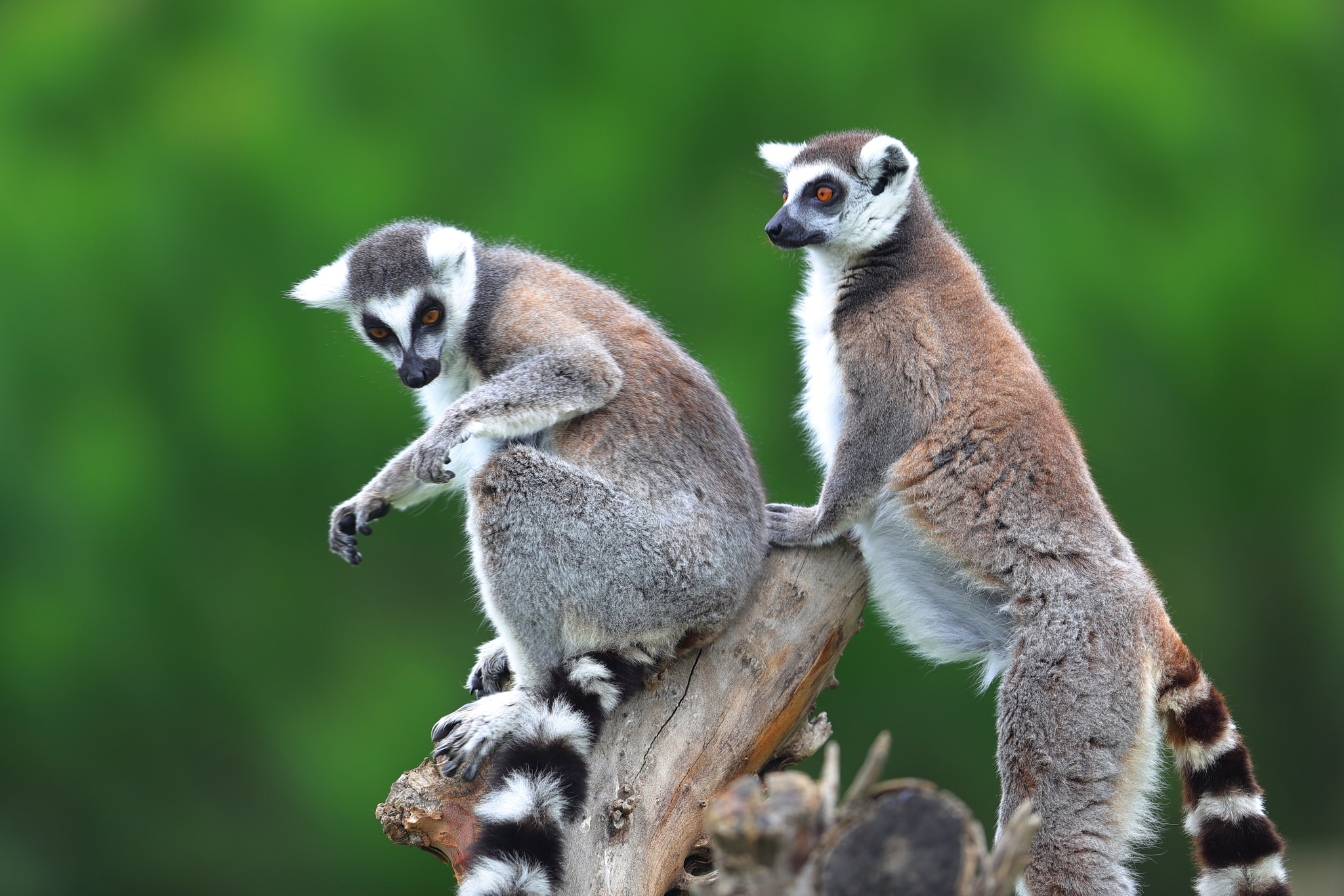 Canon EF 600mm F4L IS II USM sample photo. Lemur photography