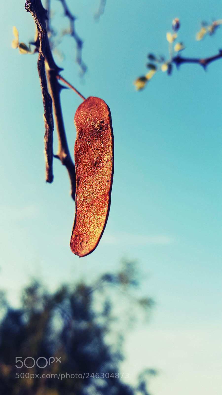Samsung Galaxy S6 sample photo. Ph photography