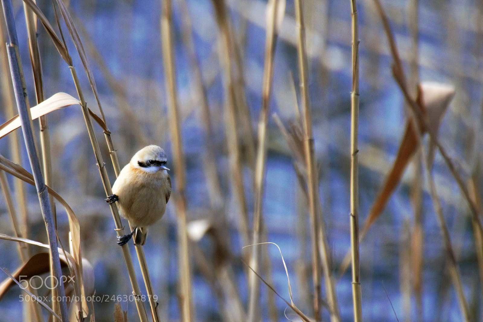 Nikon D800 sample photo. Eurasian penduline tit. photography