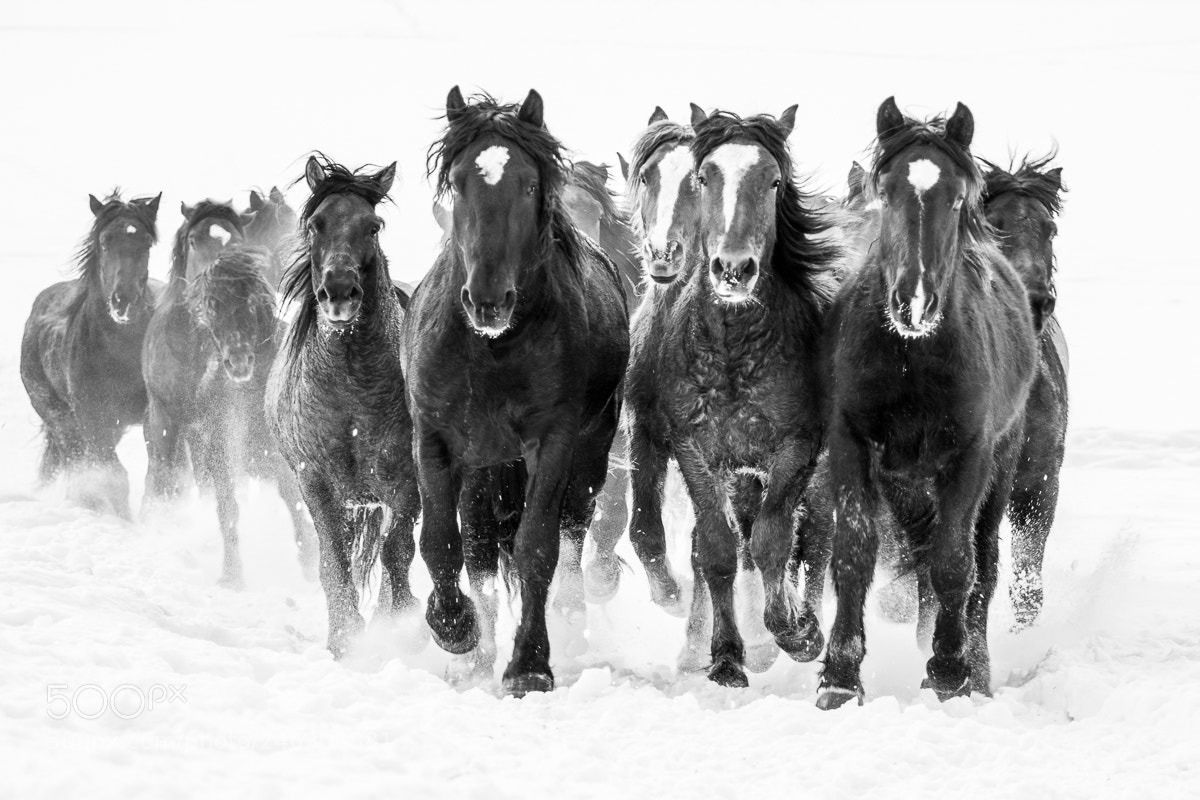 Canon EOS 760D (EOS Rebel T6s / EOS 8000D) sample photo. Herd of horses photography
