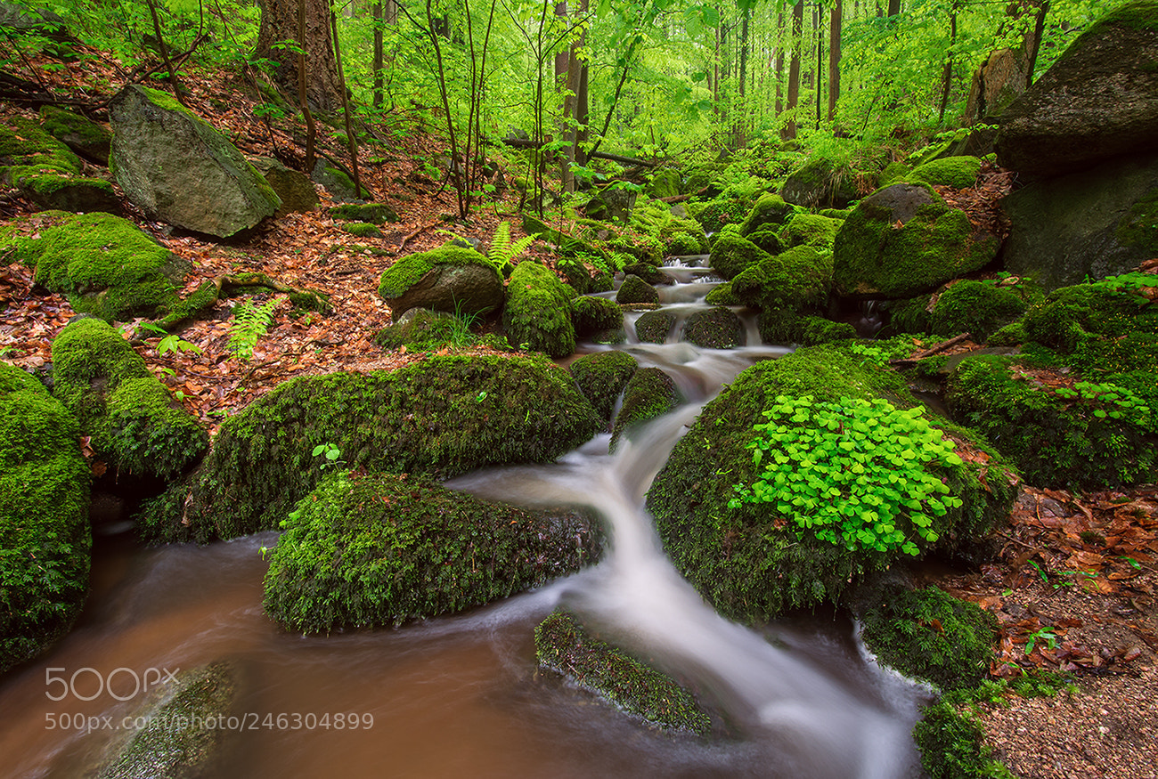 Nikon D7100 sample photo. Little wilderness photography