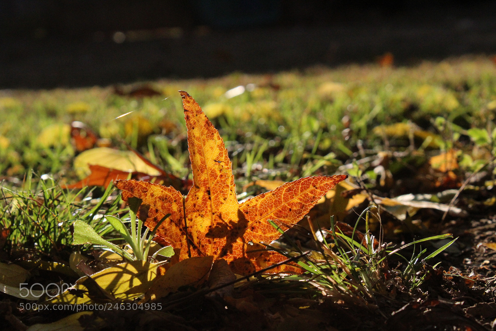 Canon EOS 1300D (EOS Rebel T6 / EOS Kiss X80) sample photo. Leaf in the sun photography