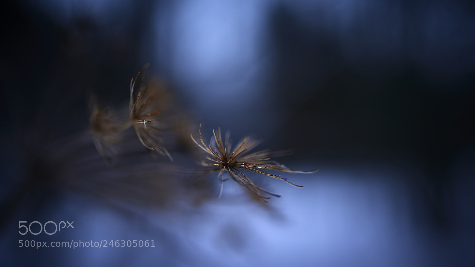 Nikon D800E sample photo. Escaping the blur photography