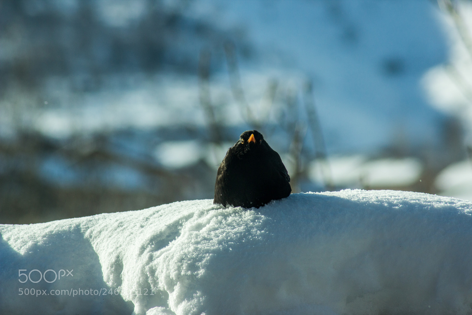 Canon EOS 600D (Rebel EOS T3i / EOS Kiss X5) sample photo. Staring raven photography