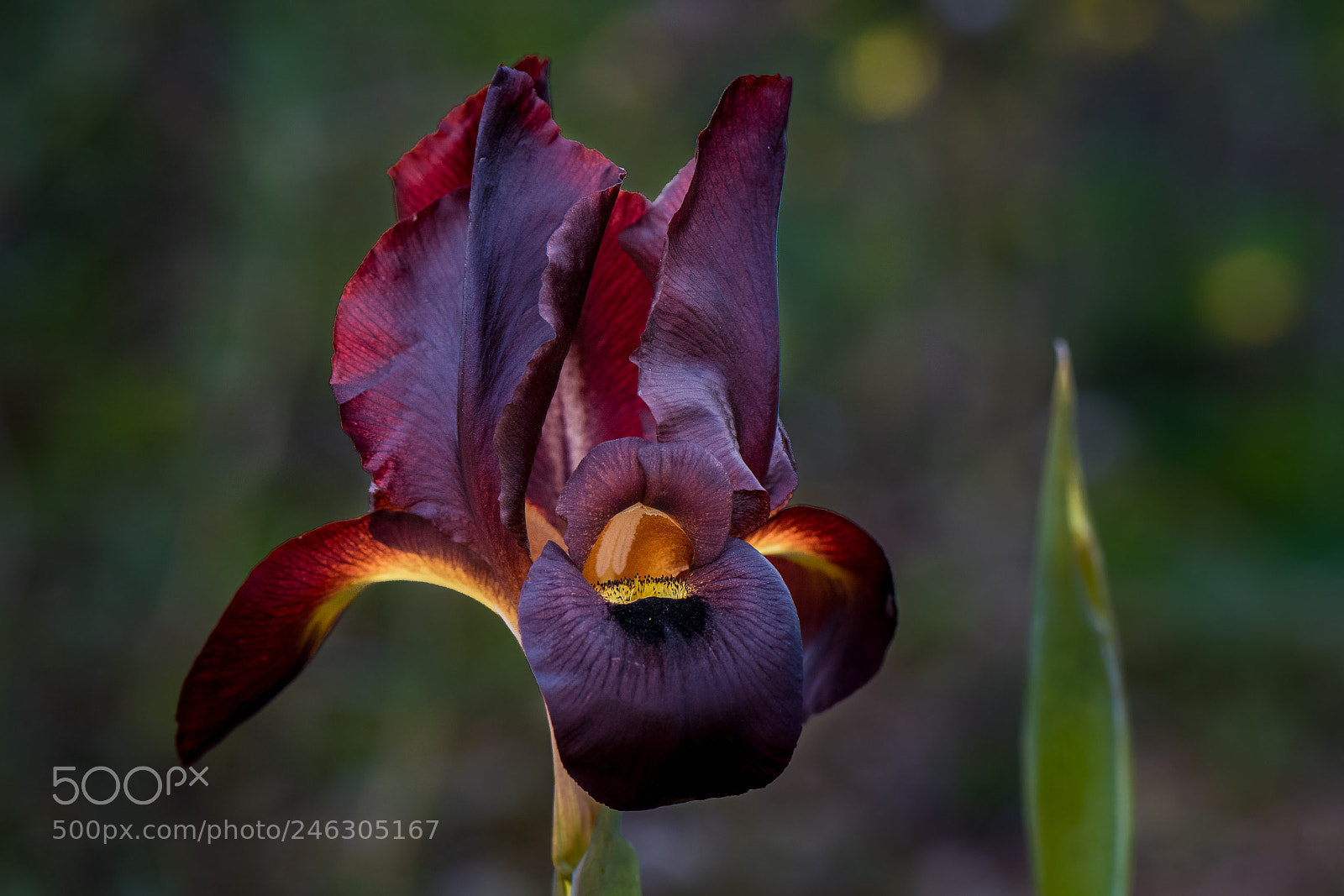 Nikon D500 sample photo. Coastal iris (2) photography