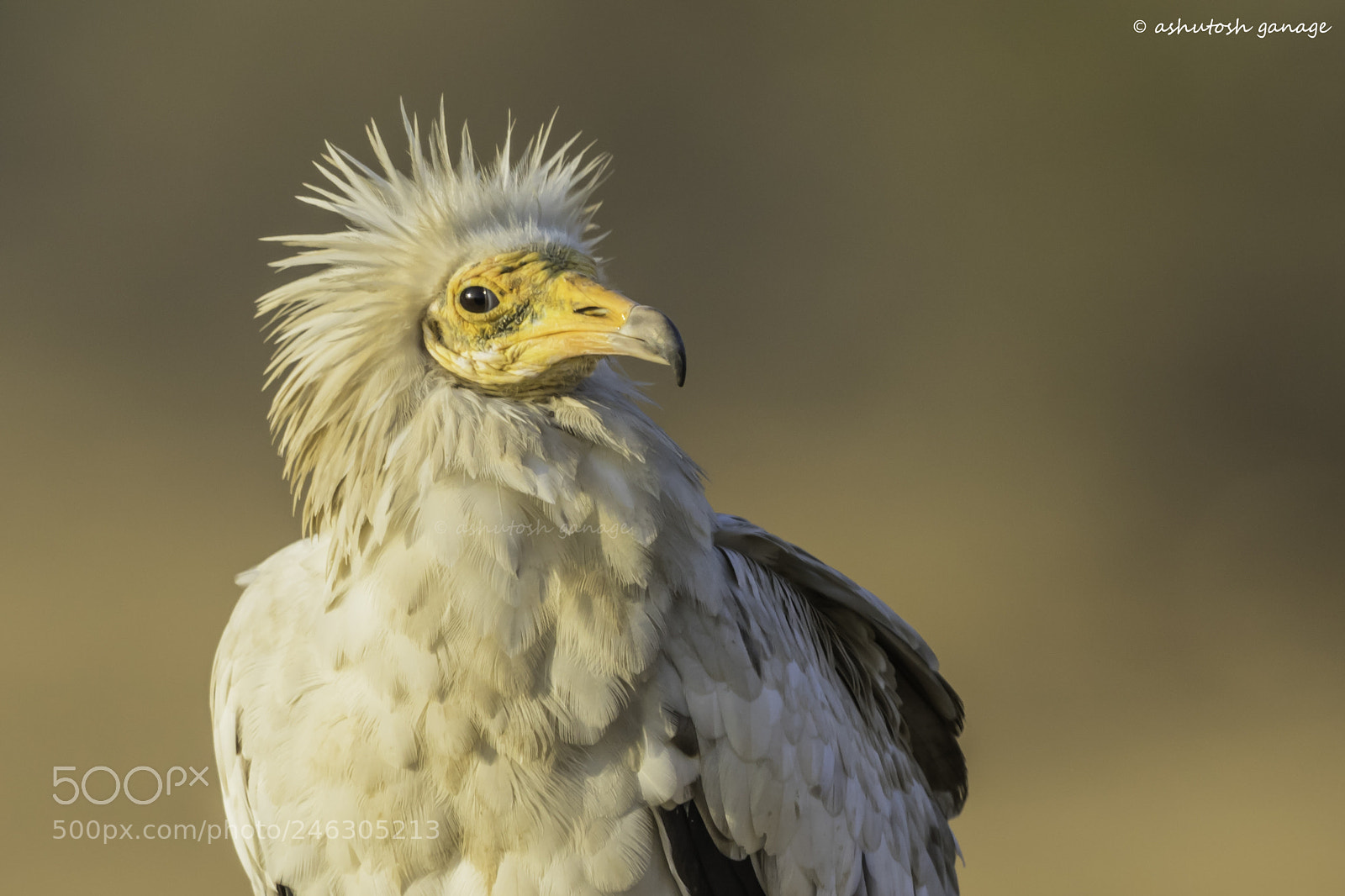 Canon EOS 7D Mark II sample photo. Egyptian vulture photography