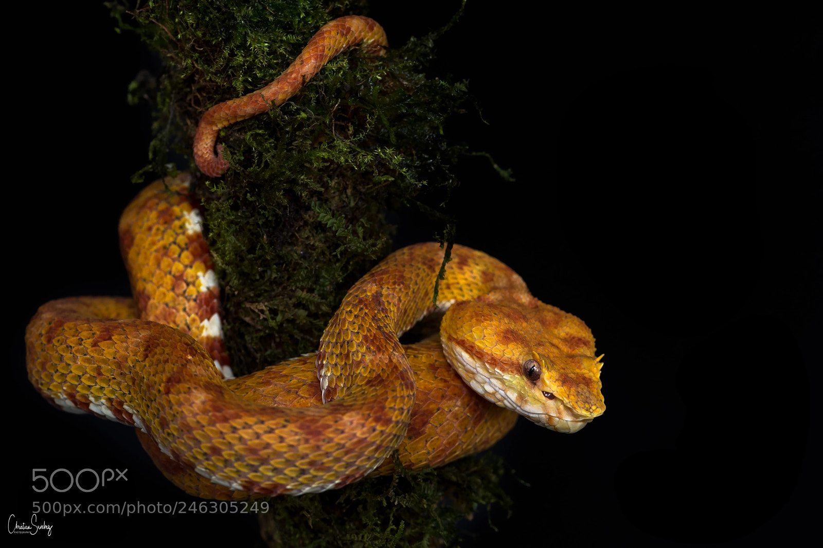 Nikon D4 sample photo. Eyelash viper photography