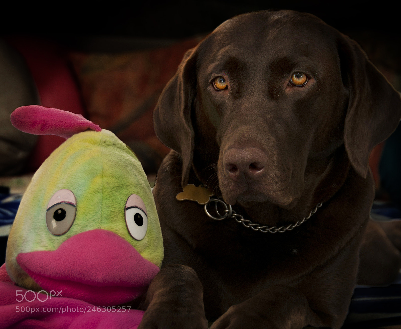 Nikon D300S sample photo. Sadie photography