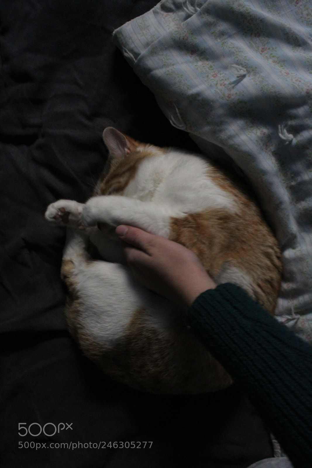 Canon EOS 1300D (EOS Rebel T6 / EOS Kiss X80) sample photo. Zzz photography