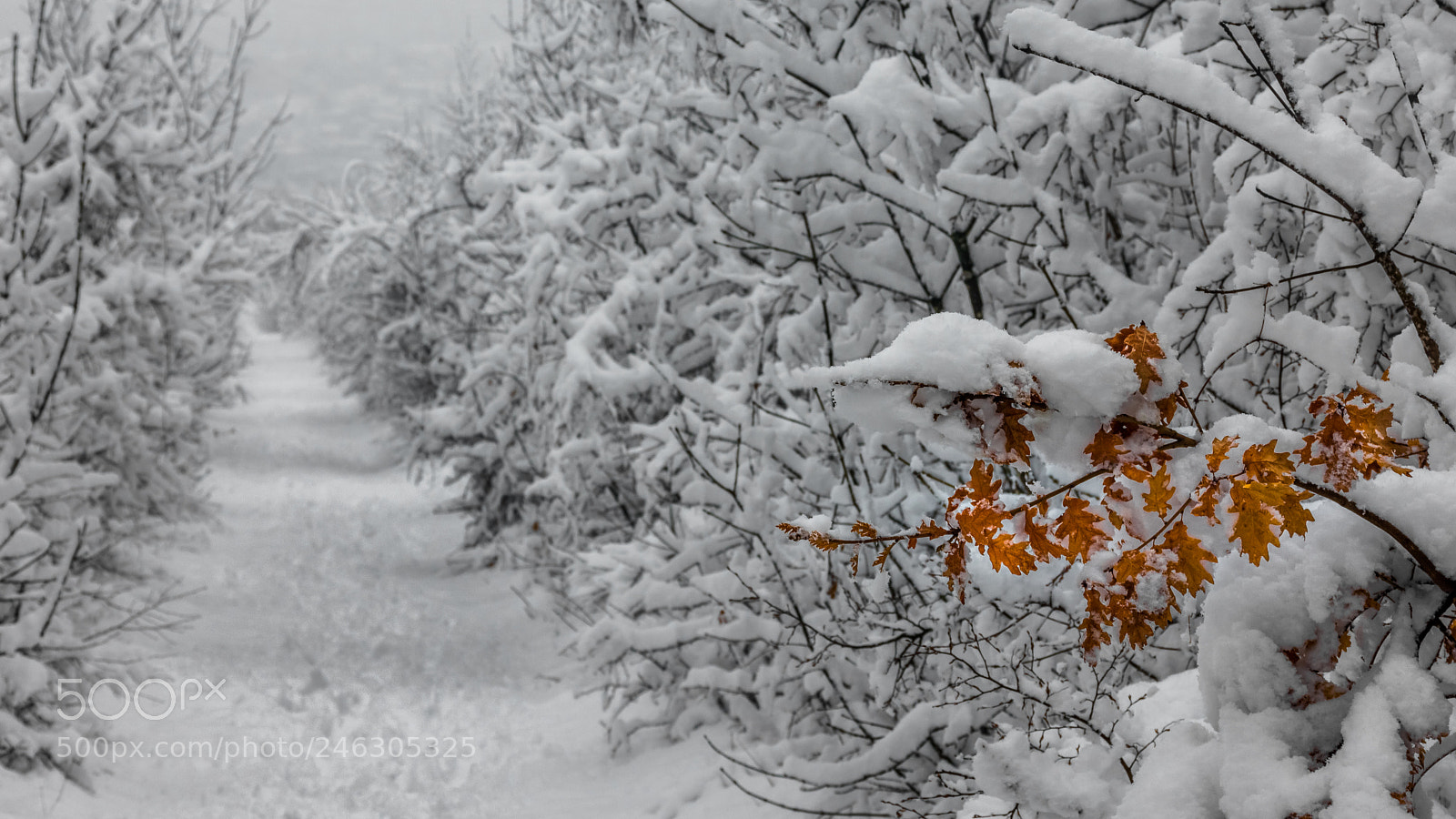 Nikon D7200 sample photo. Snow covered leaves photography