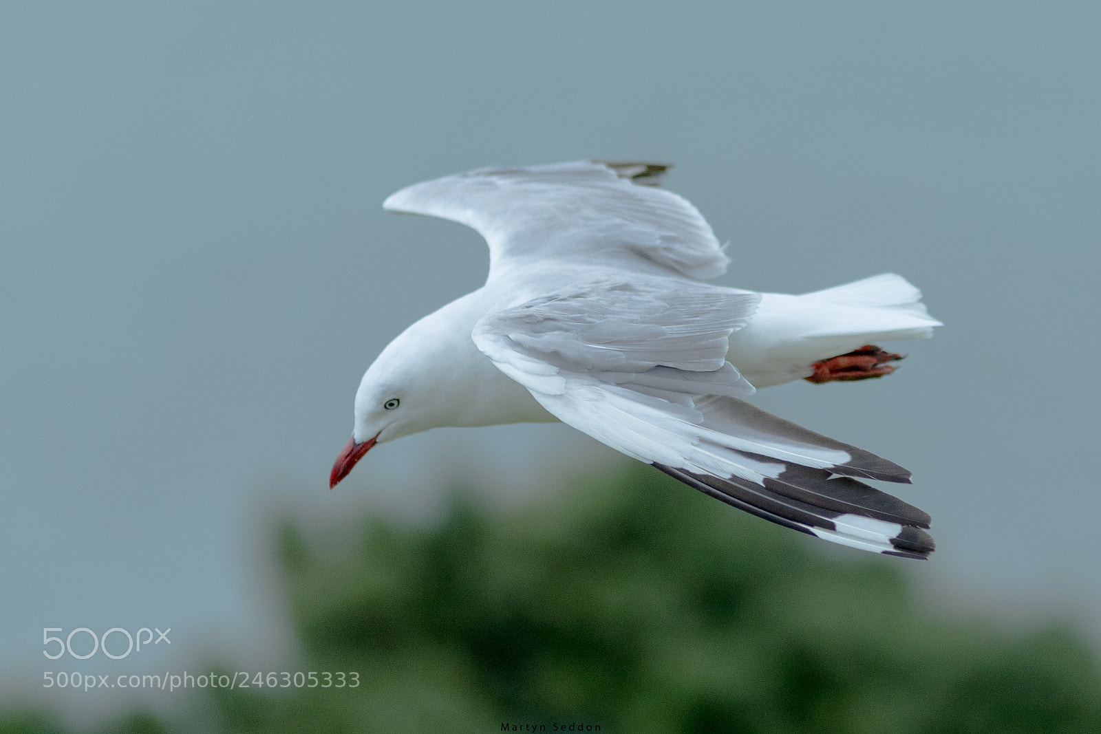 Canon EOS 7D Mark II sample photo. Hover photography
