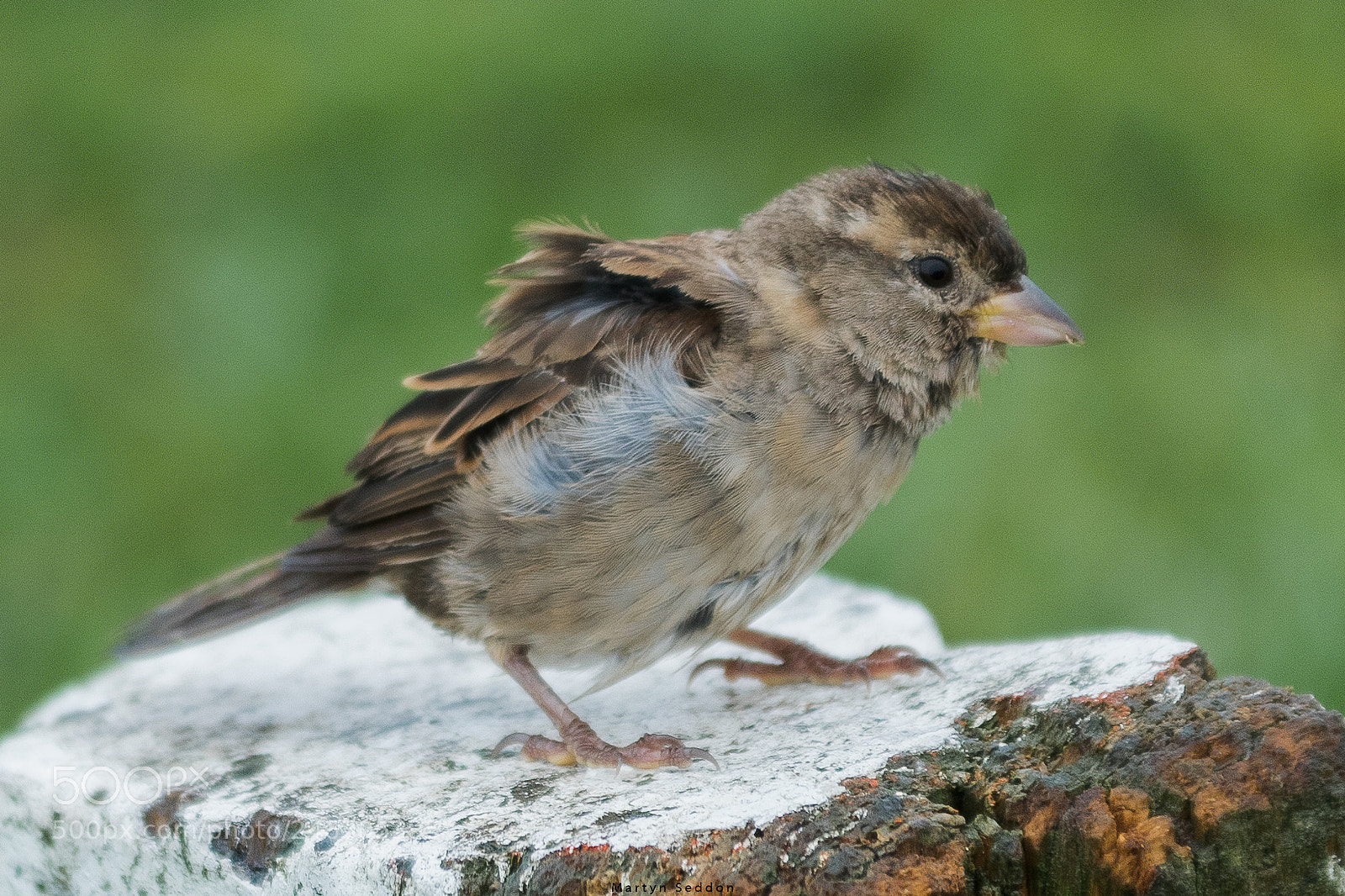 Canon EOS 7D Mark II sample photo. Its windy today photography