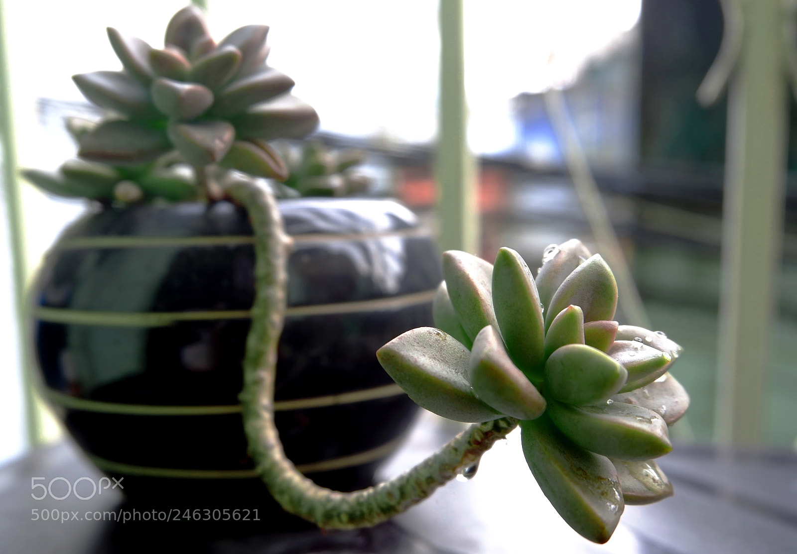 Fujifilm X-A10 sample photo. Succulent photography