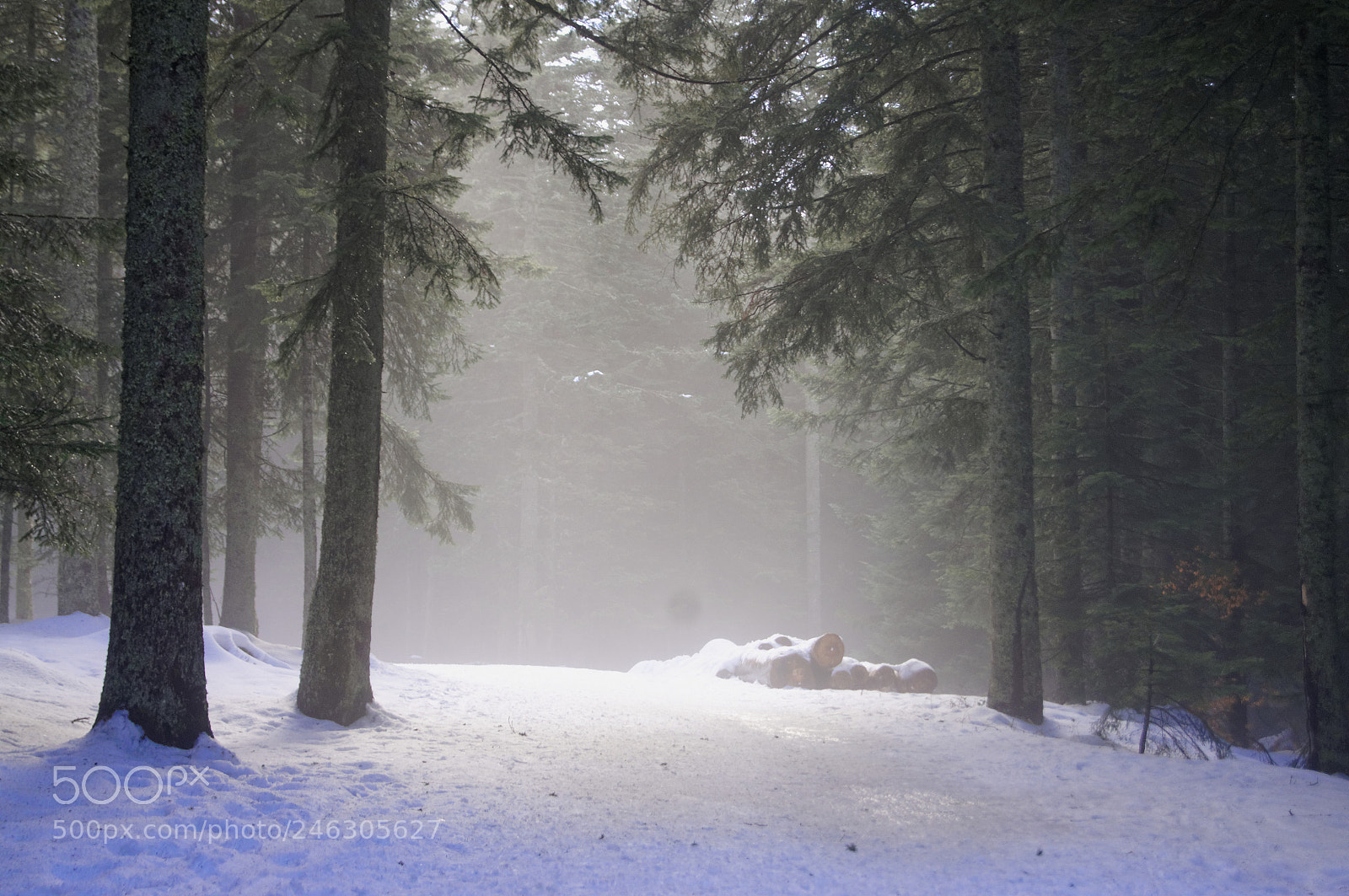 Sony SLT-A55 (SLT-A55V) sample photo. Winter path photography