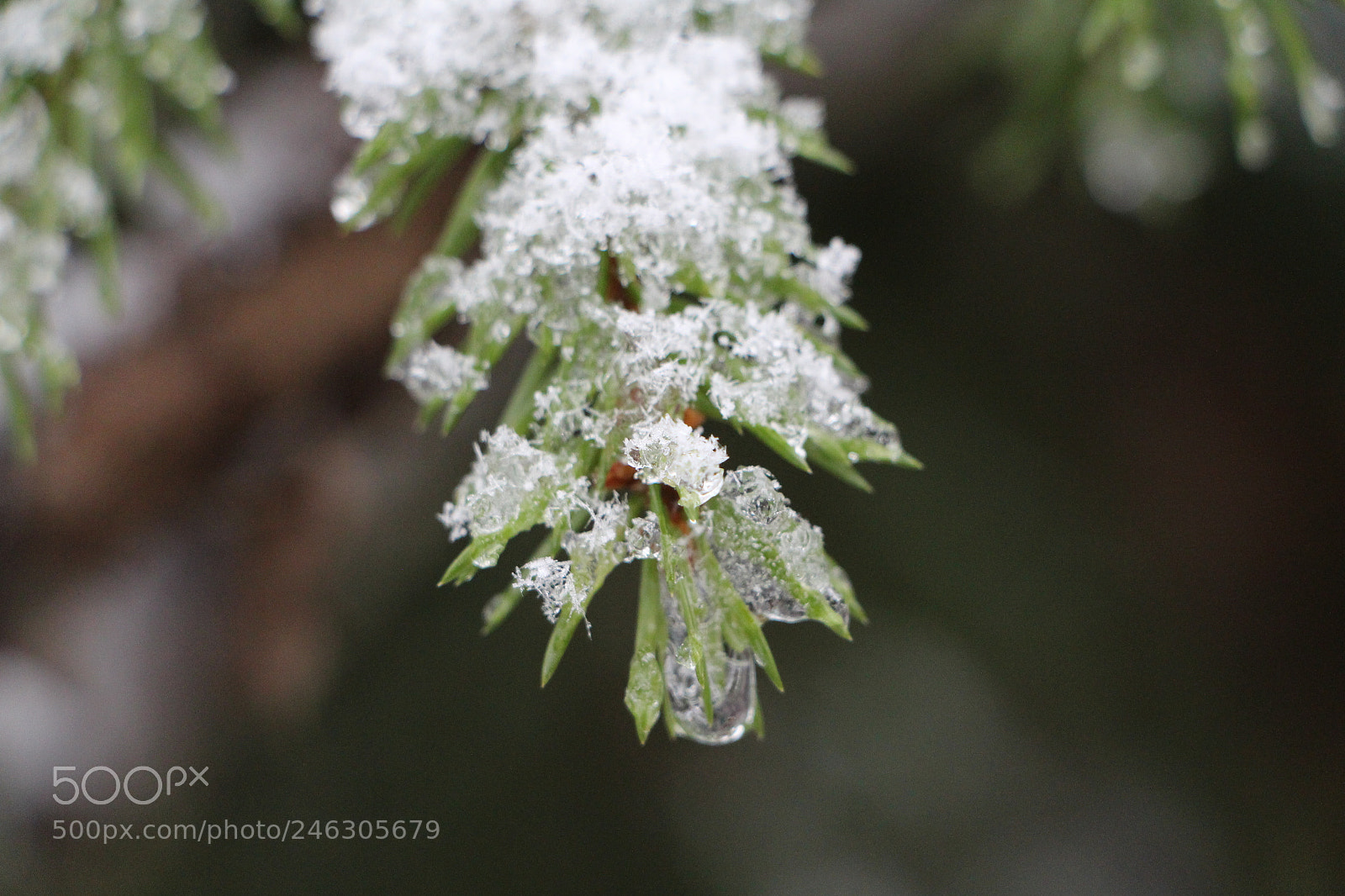 Canon EOS 650D (EOS Rebel T4i / EOS Kiss X6i) sample photo. Fir twig photography