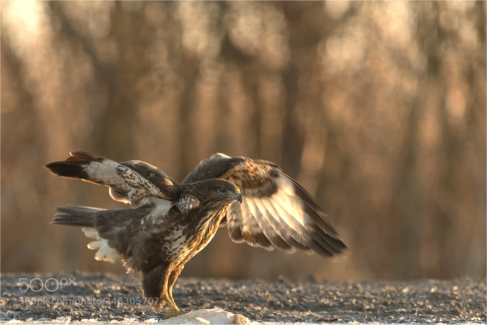 Nikon D850 sample photo. Watching photography