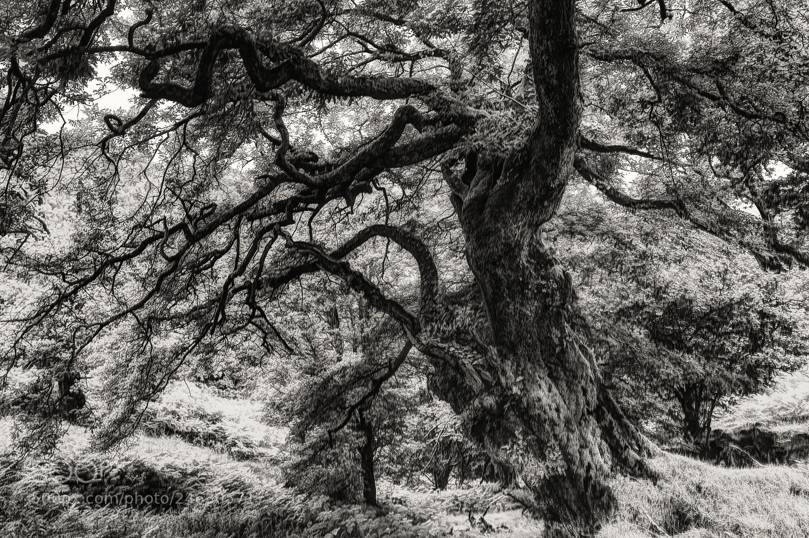 Nikon D600 sample photo. The patriarch photography