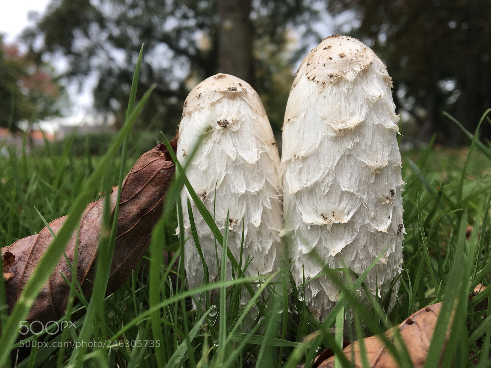 Apple iPhone 6s sample photo. Untitled photography
