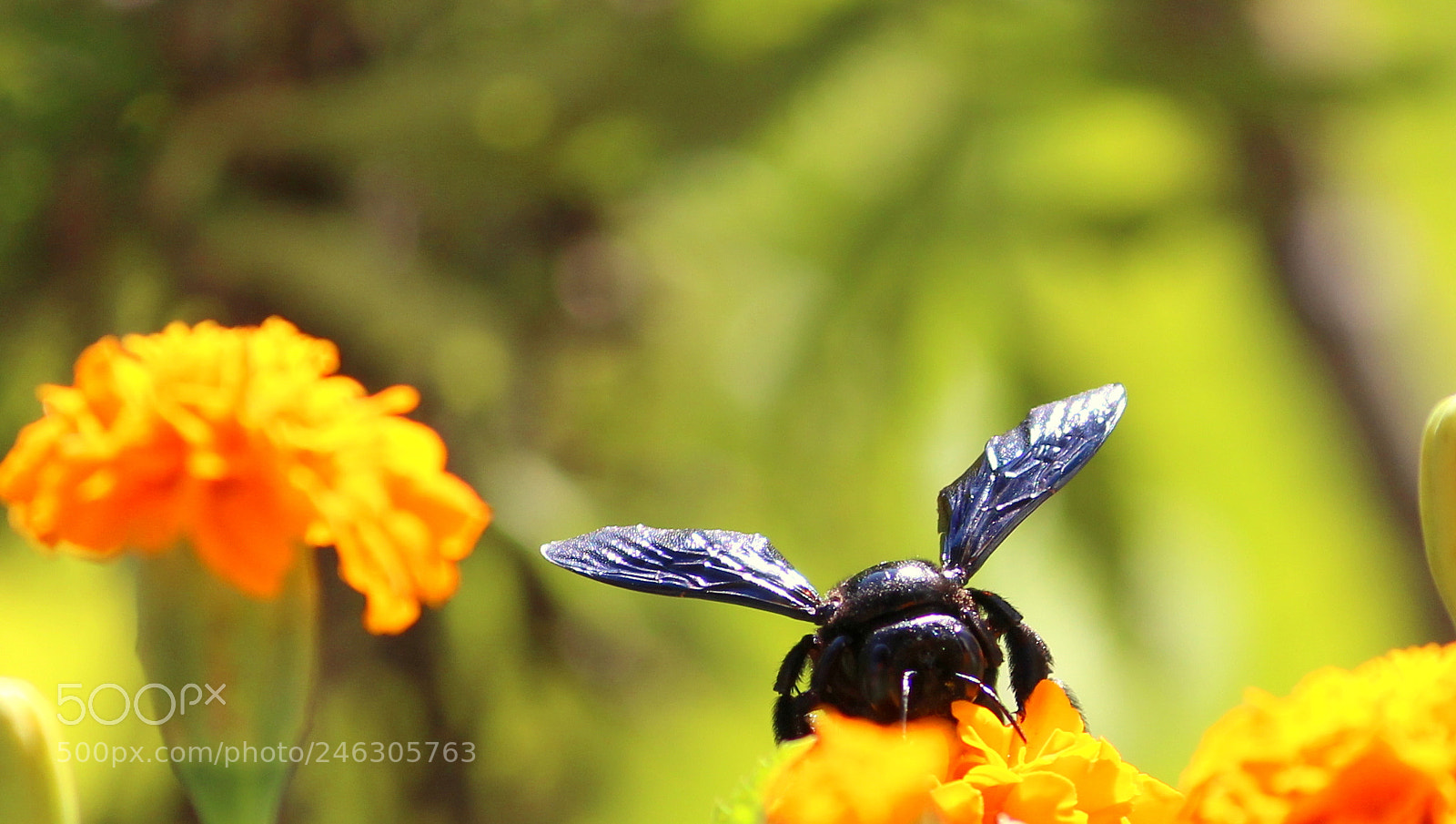 Canon EF-S 55-250mm F4-5.6 IS II sample photo. Spring boom ... photography